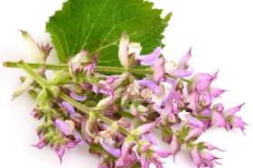 Clary Sage Essential Oil 30mil
