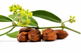 Golden Jojoba Oil 8 oz