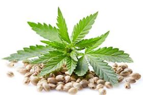 Hempseed Oil 16oz