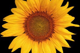 Sunflower Oil 16oz