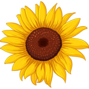 Sunflower Oil